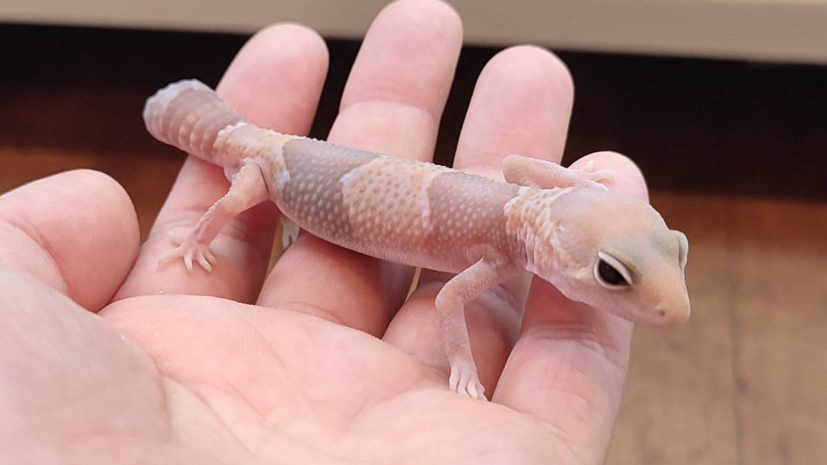 ふじさと tweet media