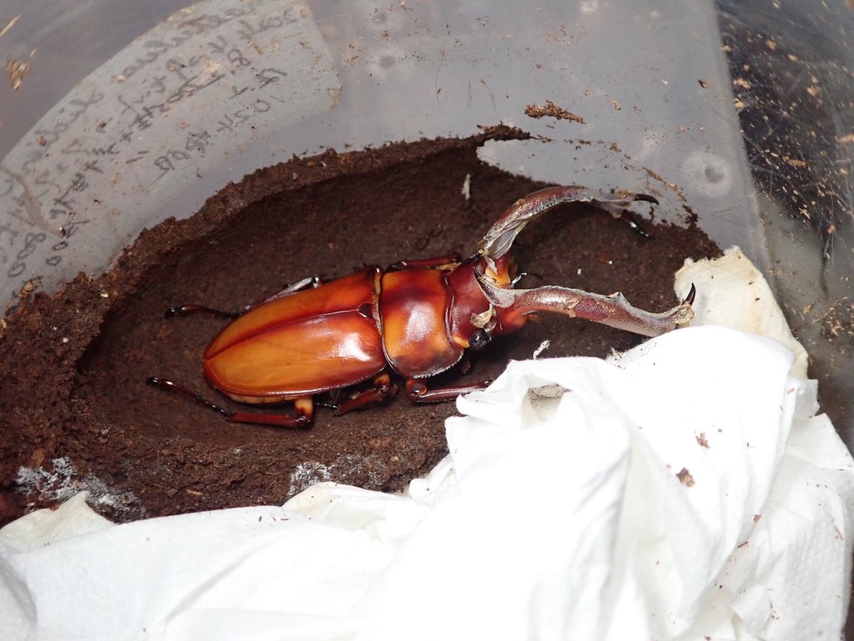 STAG_BEETLE_JAPAN tweet media