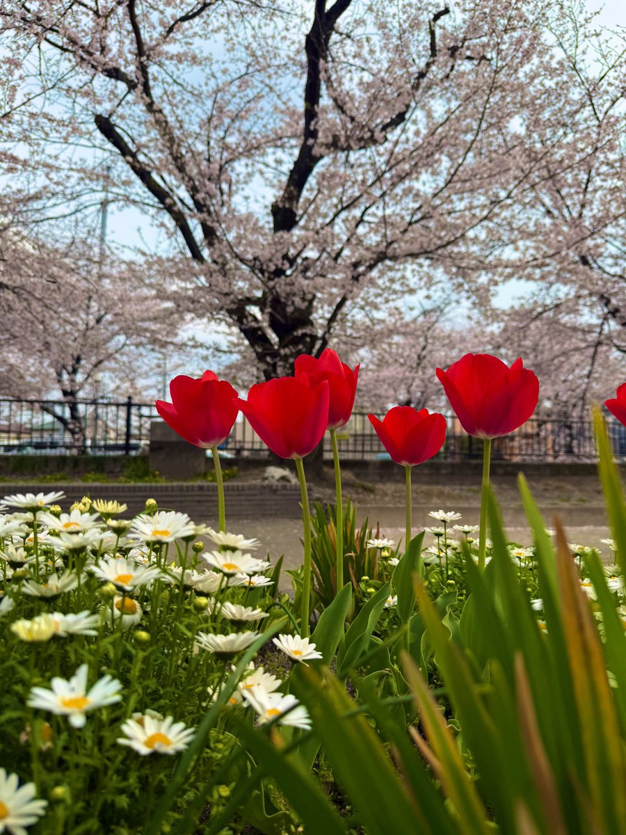 Jneko(じゅねこ) tweet media