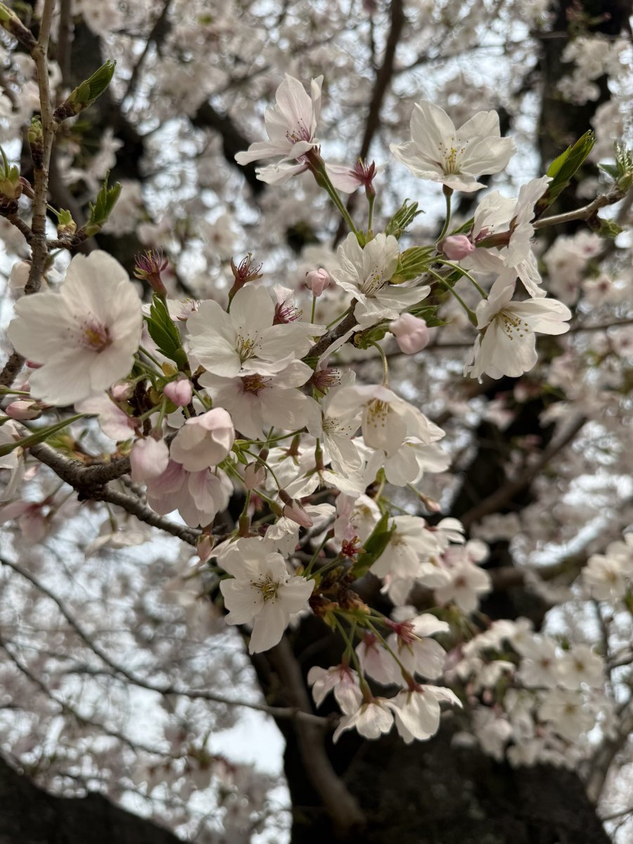 Jneko(じゅねこ) tweet media