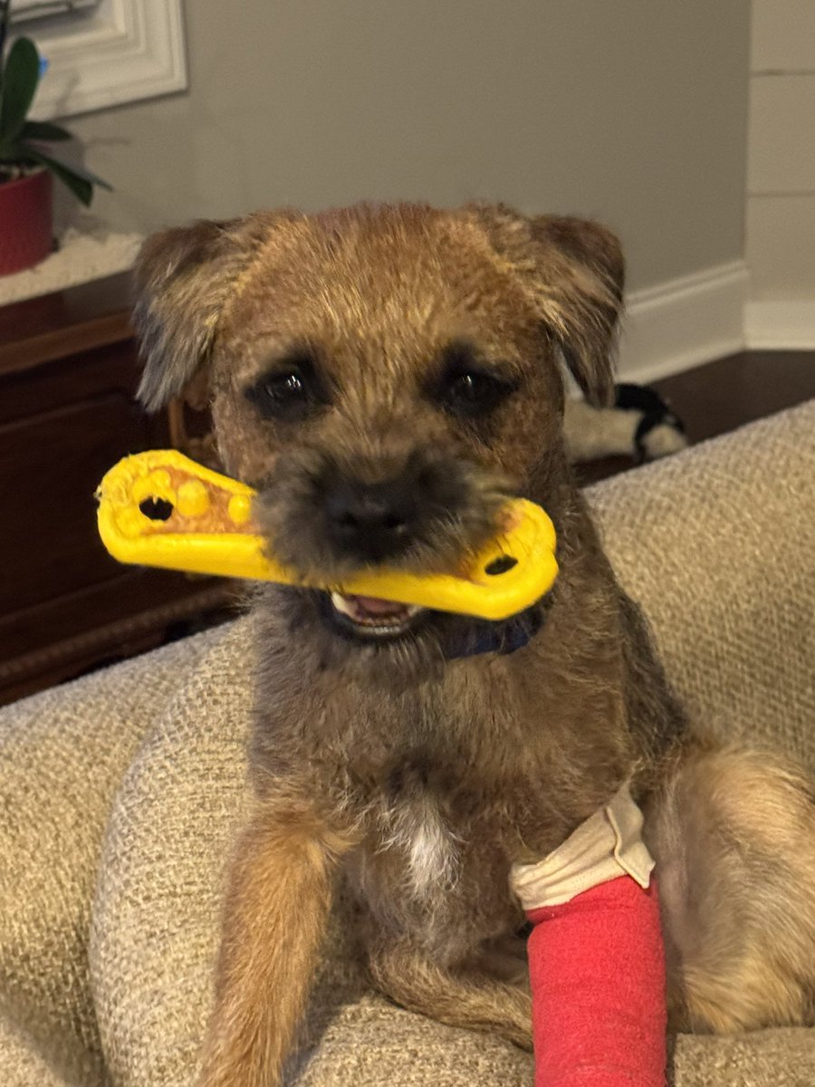 Ollie! (Filling the pawsteps of Pip🌈) tweet media