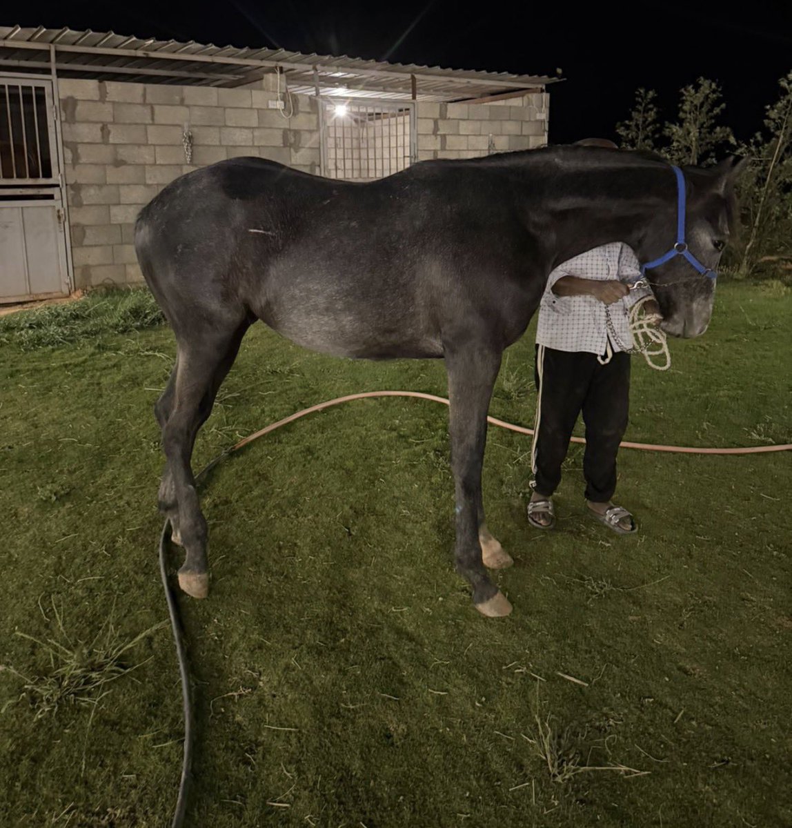 محمد المطيري tweet media