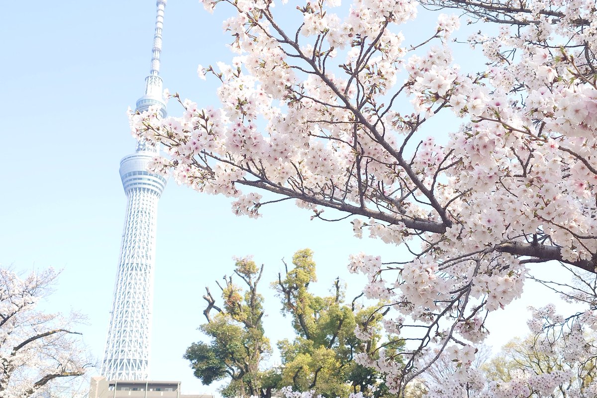 ラリマー tweet media