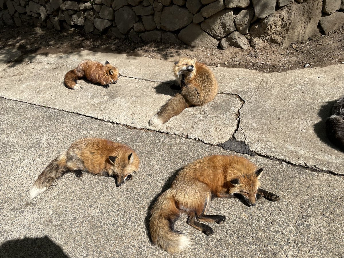 アンモと5台の愛車達 tweet media