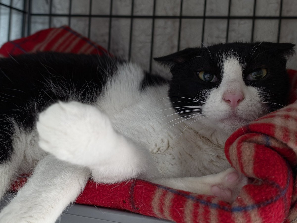 가족을 찾는 베리 🐈⬛ tweet media