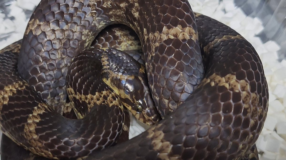 ふじさと tweet media