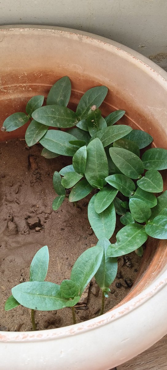 Naina Hassan tweet media