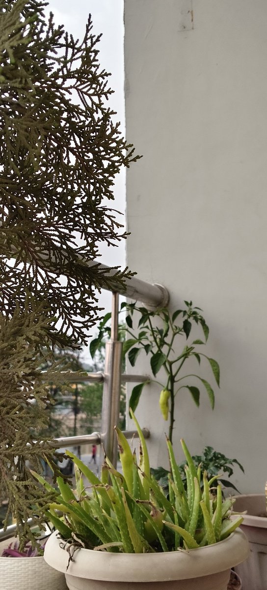 Naina Hassan tweet media