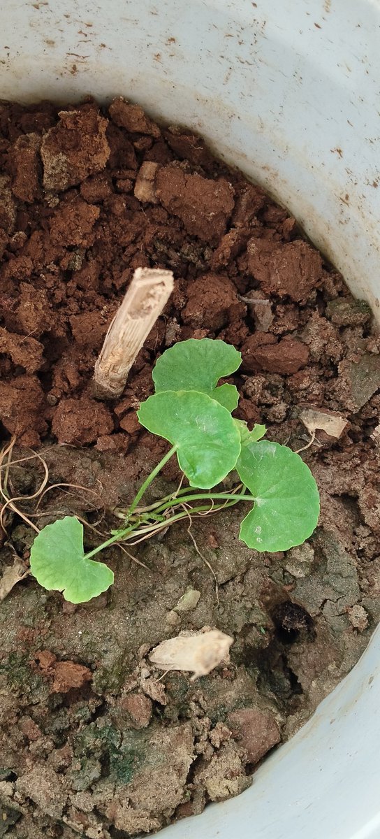 Naina Hassan tweet media