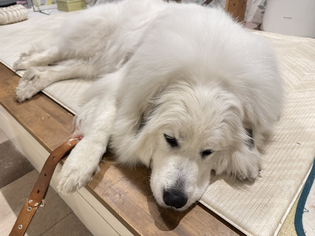 セレネちゃん日記 tweet media