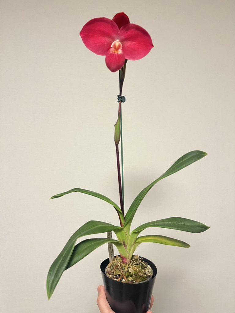 べらち tweet media