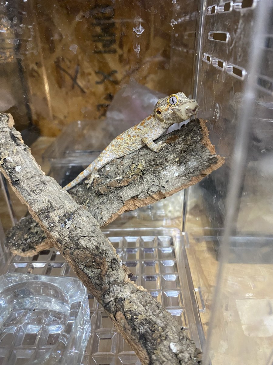 ふじさと tweet media