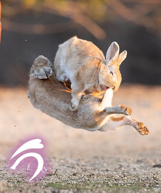 うさぎ写真家 uta tweet media