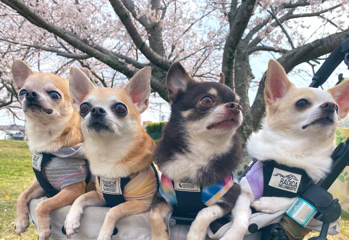 marokomu's tweet photo. お花見🌸したよ〜🤧 https://t.co/MddKTbTemI