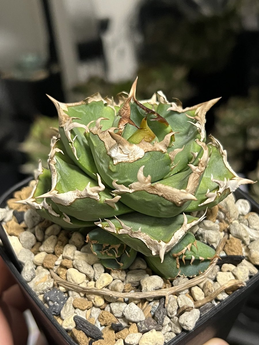 てっくん@تيكّون tweet media