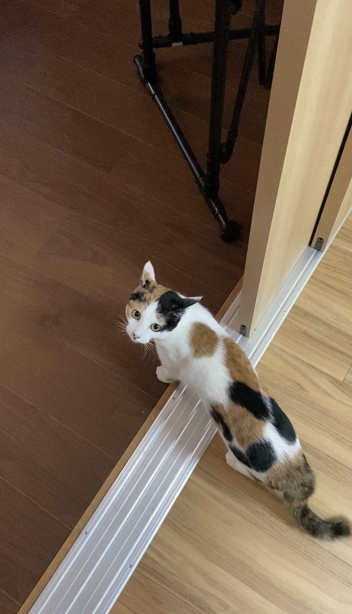 桜りせ tweet media