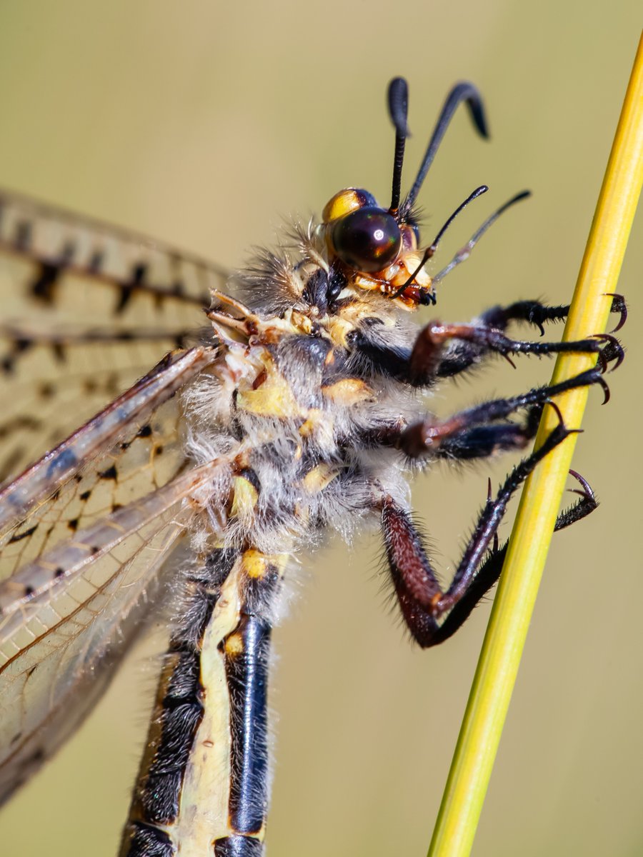 ScienceChannel's tweet image. Ambush master 🐜🕳️

Antlions carve sandy pits to trap ants and other tiny prey! Adults resemble delicate lacewings, but the wandering "doodlebug" larvae and their spiraling trails make them truly distinctive.

📸: Jasius

#insect #antlions #lacewings