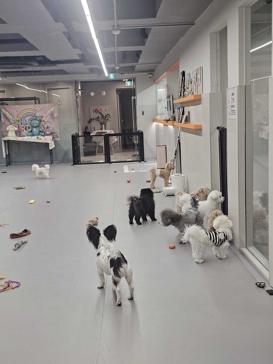 배나온 모찌 🐶의 일기장(?) tweet media