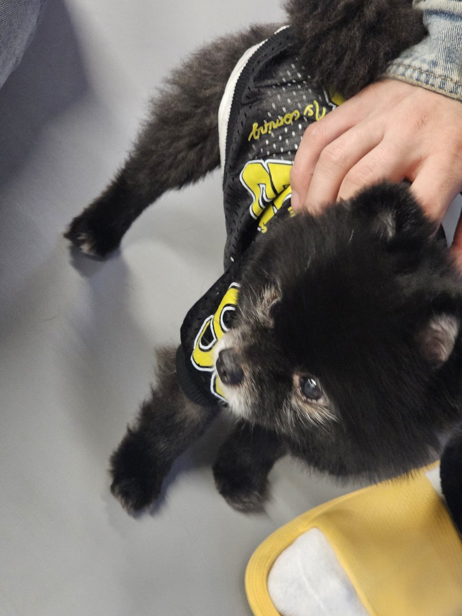 배나온 모찌 🐶의 일기장(?) tweet media