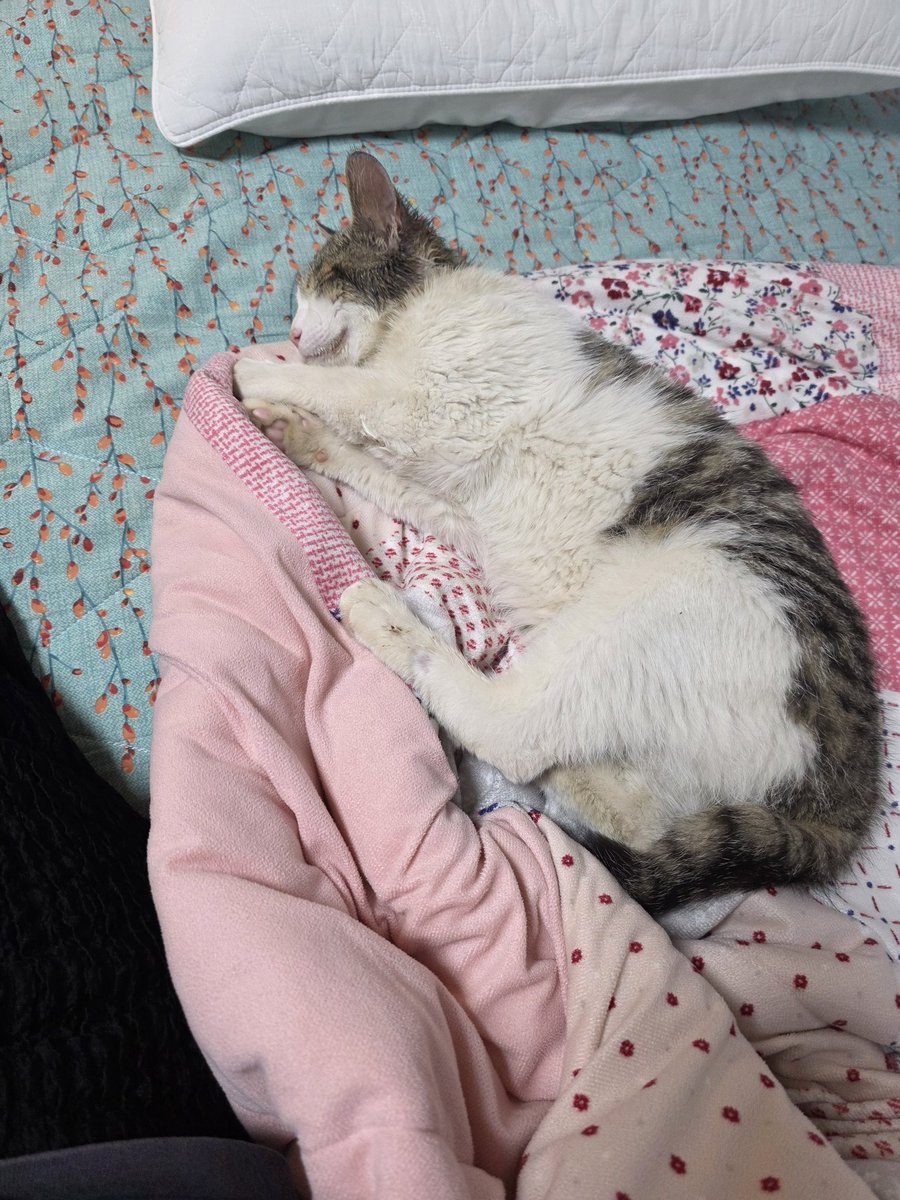 A_Long_Summer's tweet photo. 어쩌다가 집안으로 들어오게 된 고양이 
침대 가운데에서 너무 잘잔다 https://t.co/KDUASvR4Nl