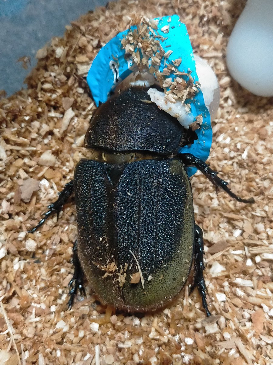 北海道クラシック tweet media