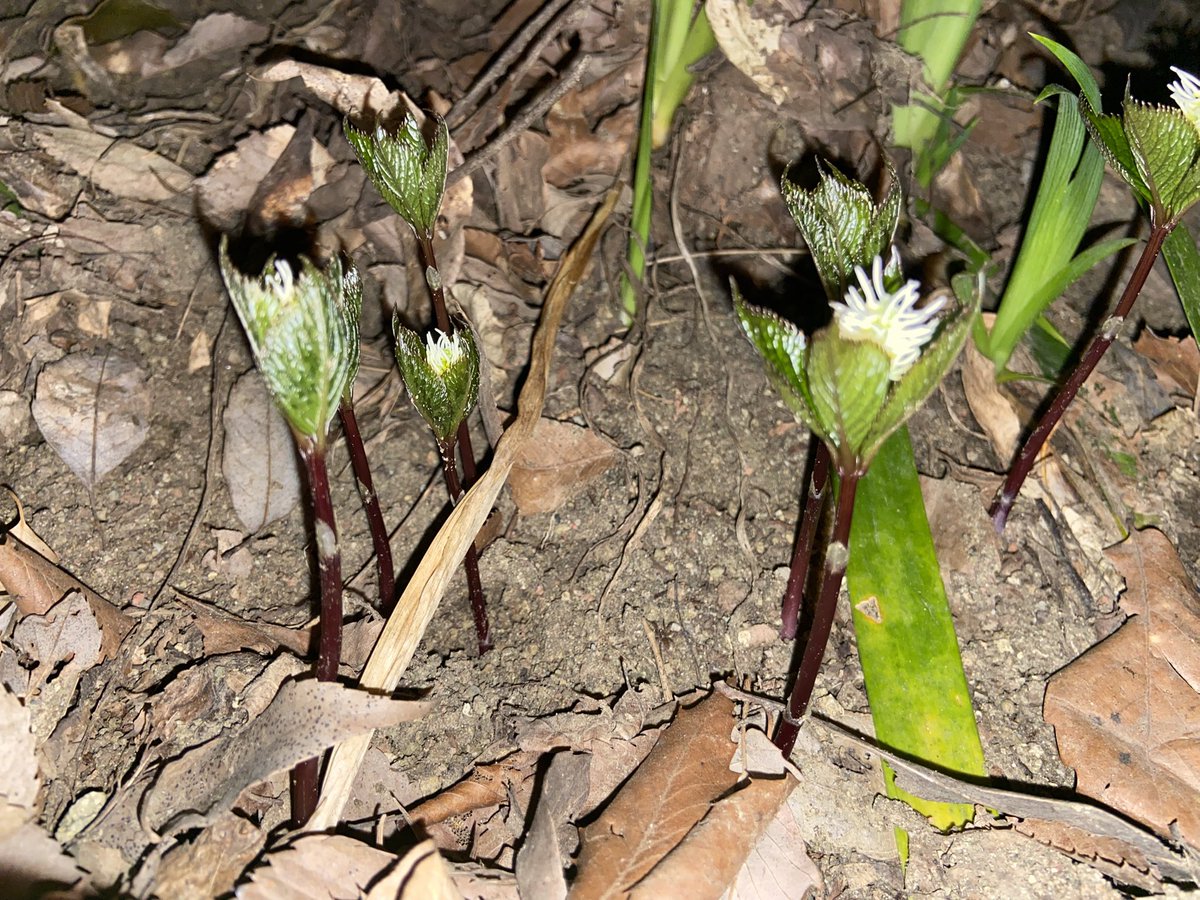 のこのこ屋 tweet media