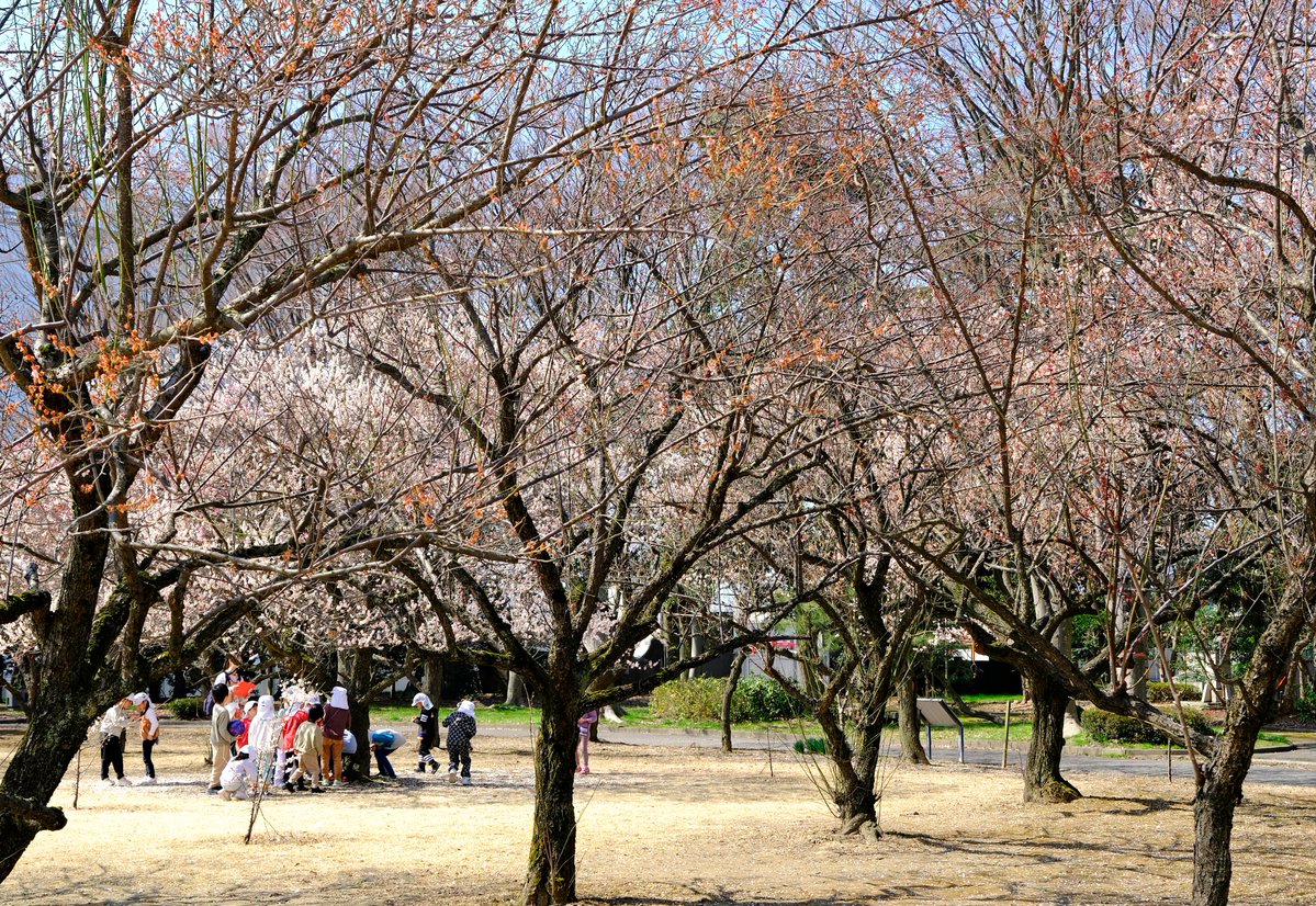 定期的に書いているが神通川堤防道路から馬場記念公園に入る手前で渡る富岩運河の橋は幅が狭いので、5ナンバー車でも車高が低くてボンネットがあるタイプのものは通らない方が無難。
前回まだ咲いてなかった赤い梅はきれいだった。気になったのは、真下に三脚を置いたままその場を離れる方がいたこと