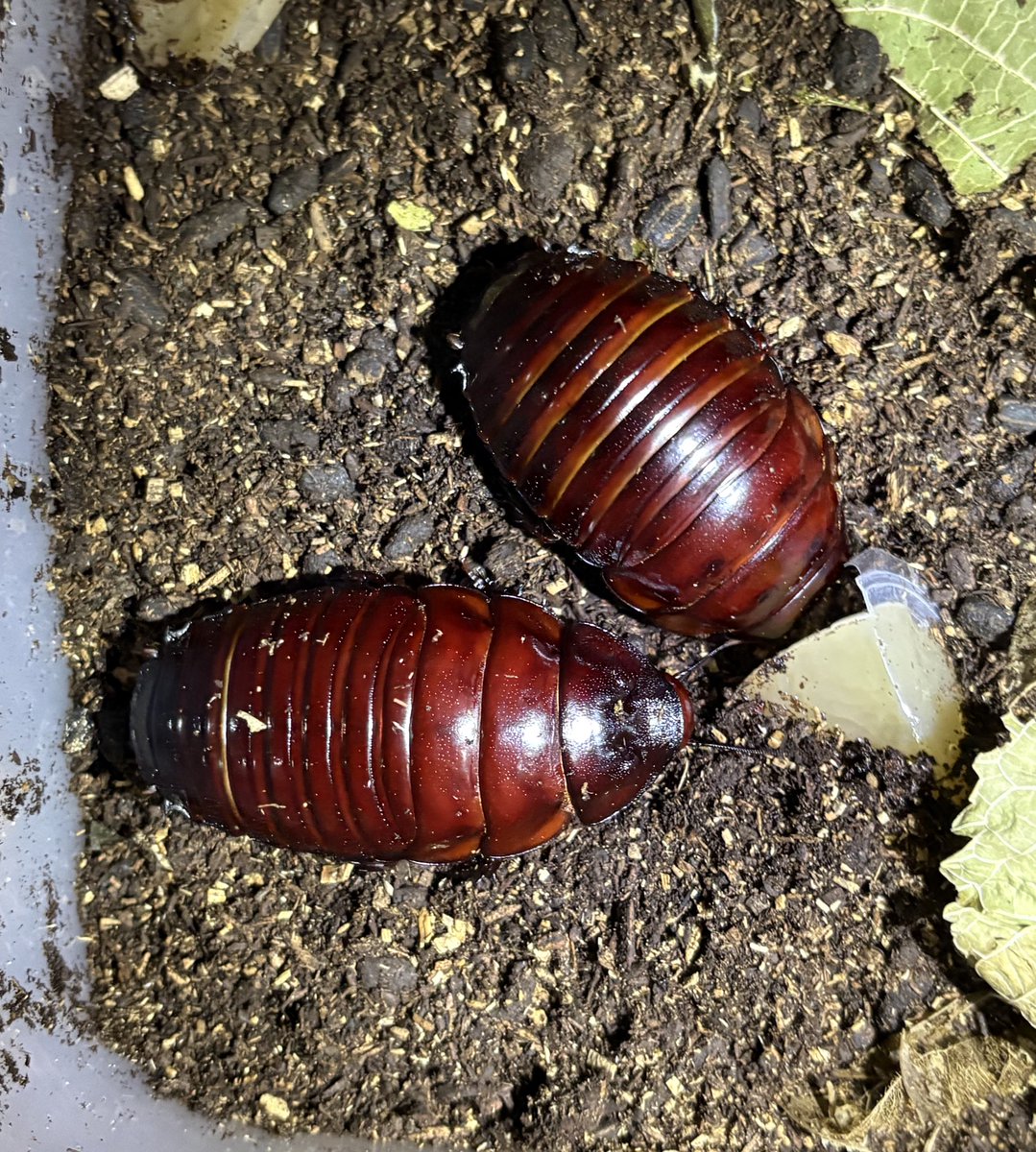 しんえん tweet media