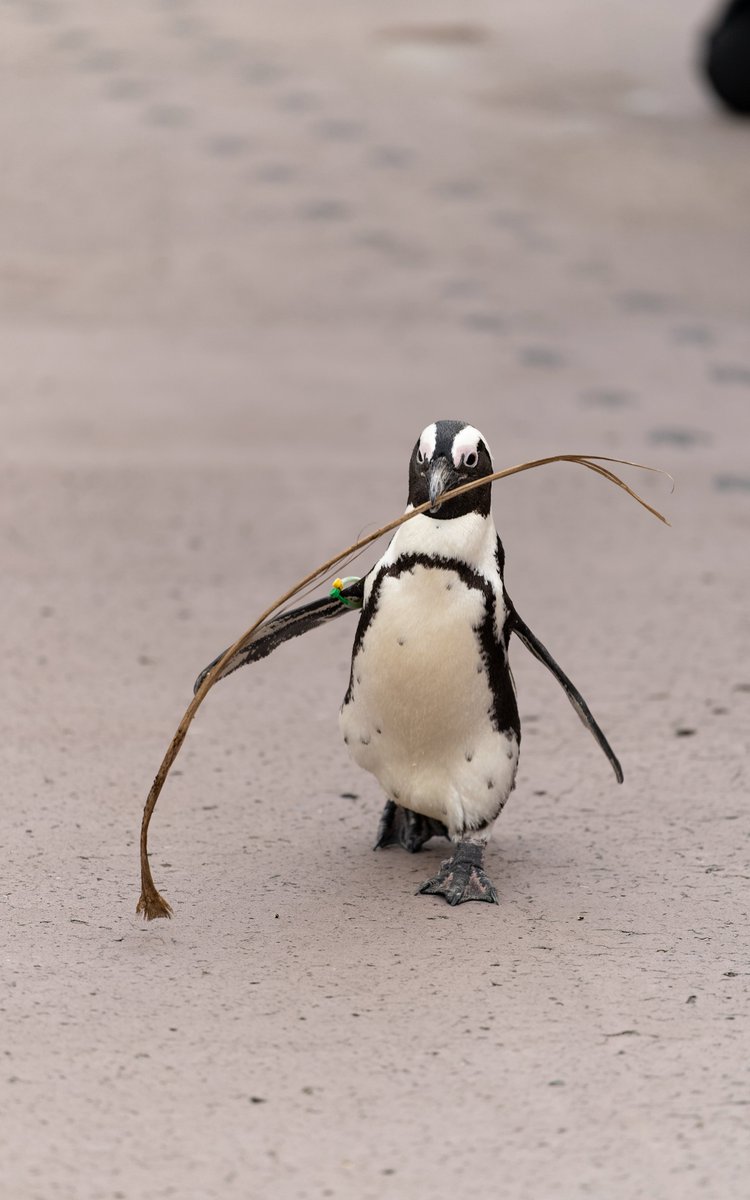 もっち tweet media