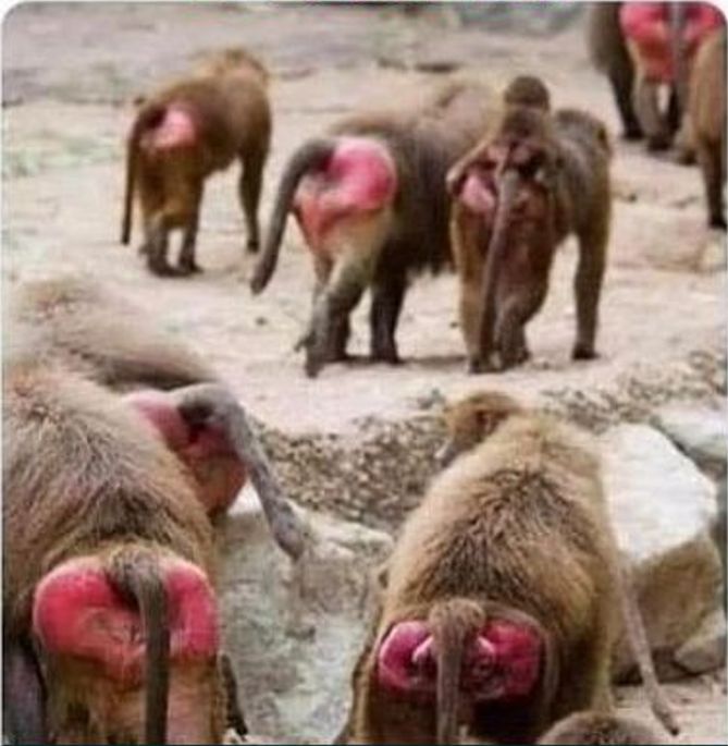 Steve Calvert 🇺🇸 ✟ tweet media