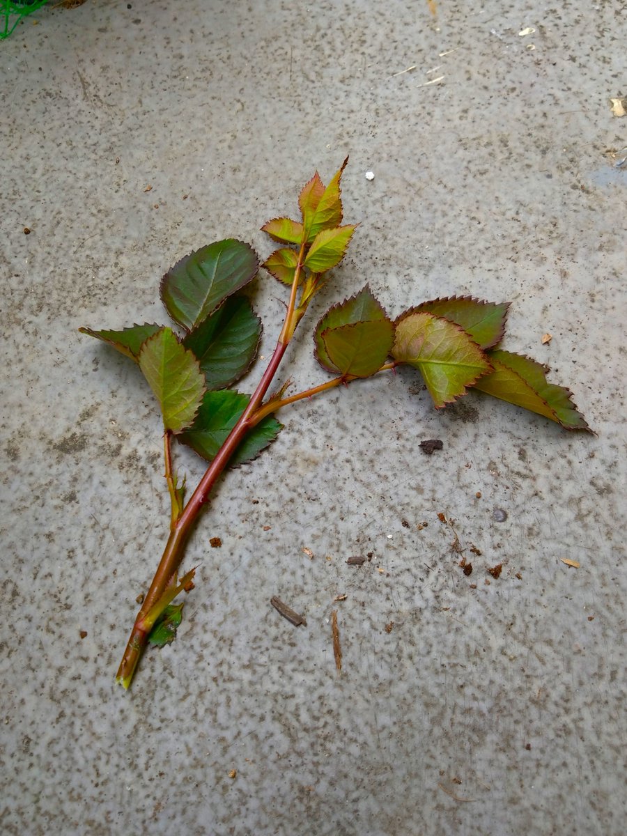 ソロ花活 tweet media