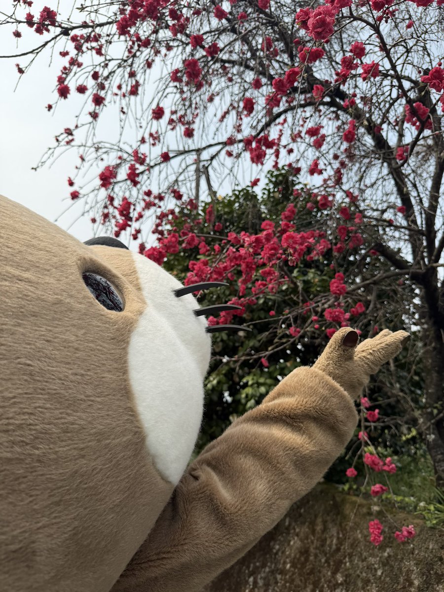 ニホンカワウソ幻(げん)ちゃん【公式】 tweet media