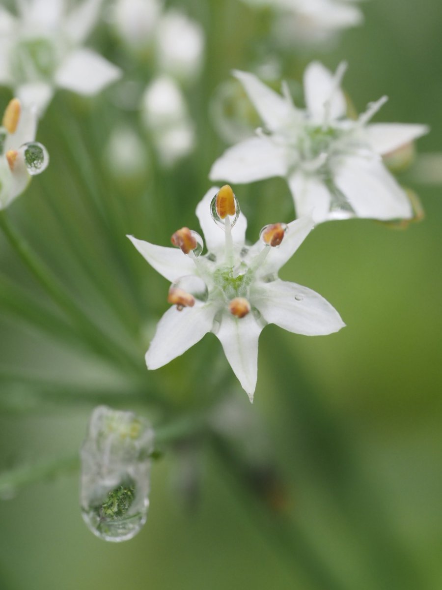 フ ラ ン @読書/写真/生態 tweet media