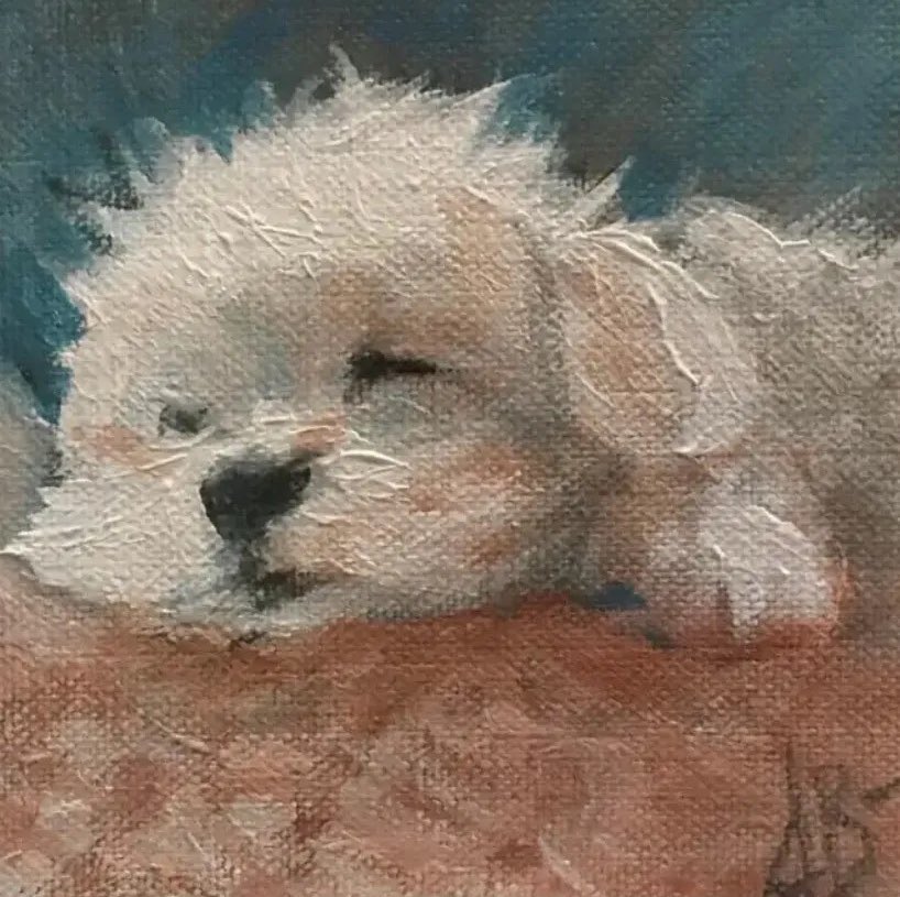 캣츠파파 tweet media