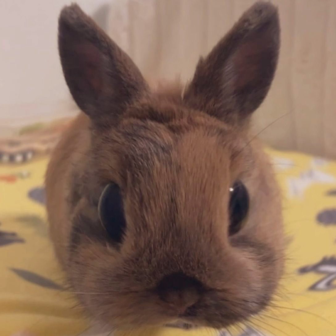 also lani 🐰 ! tweet media