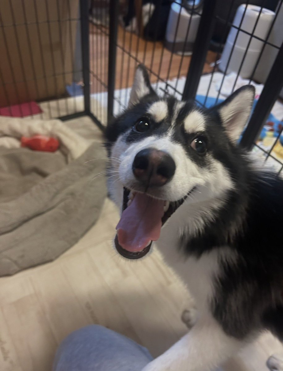 ドラちゃん tweet media