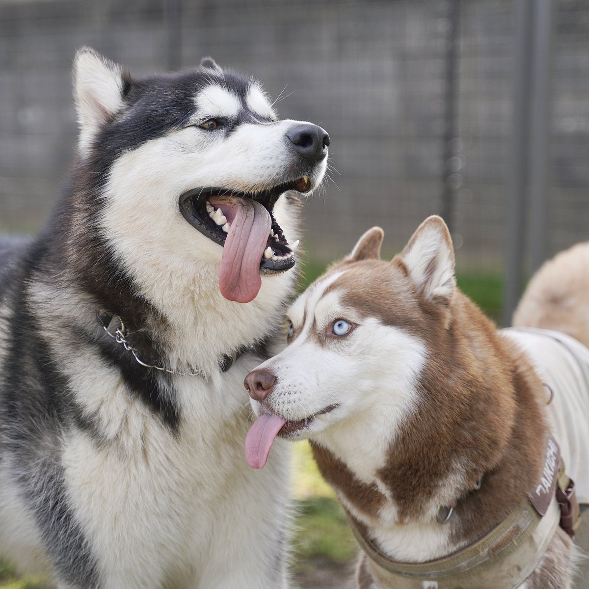 シベリアンハスキー大吉♂ tweet media