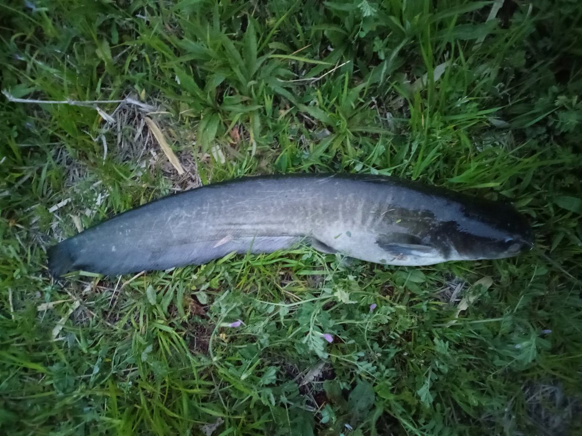 なまず tweet media