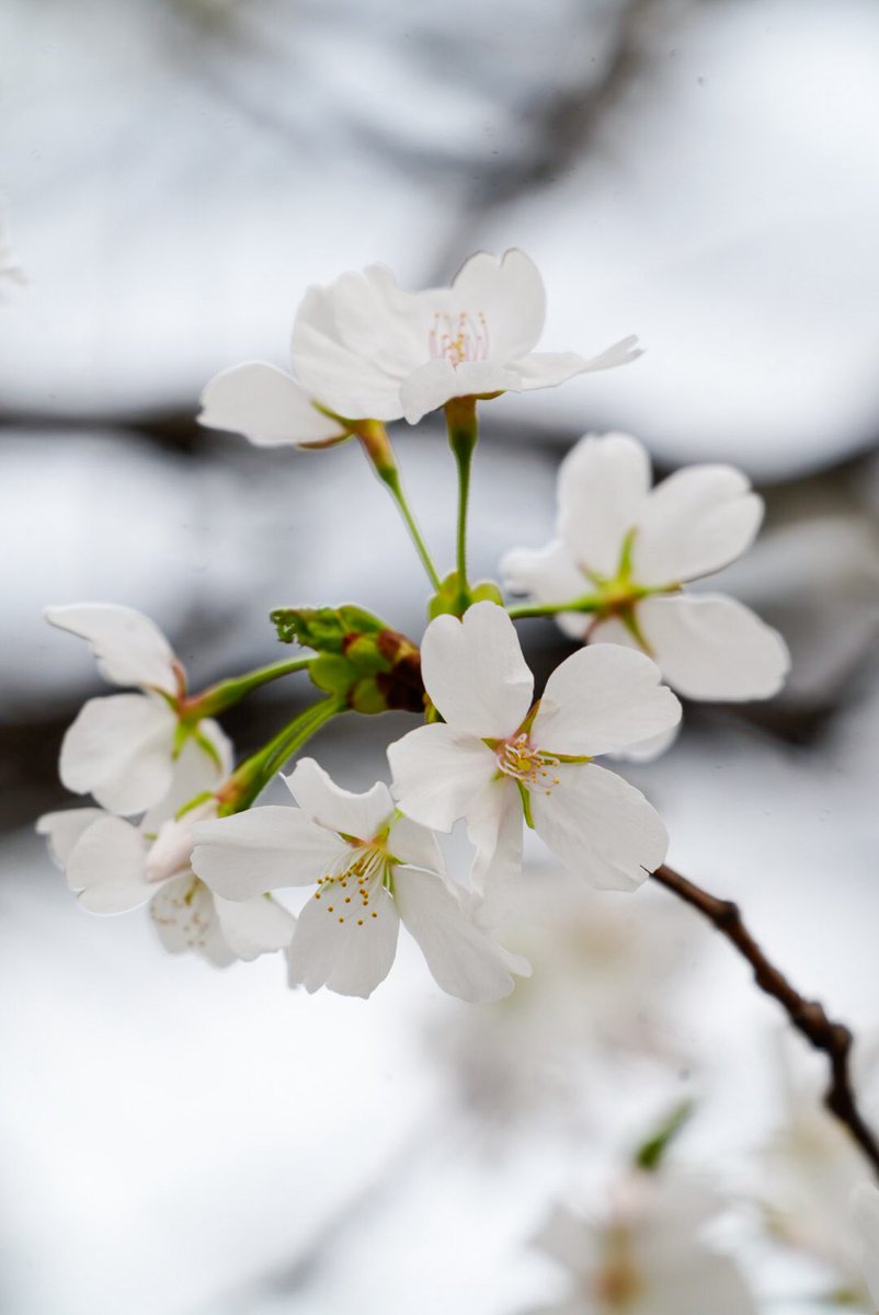 mitsu1805_'s tweet photo. 明日は雨風予報のようなので
少しだけ行ってきたよ👟🌸

📸SONY ILCE-7M4
FE 70-200mm F4 Macro G OSS II 
+ 2XTeleconverter

#みつさんぽ
#ストリートスナップ
#写真好きさんと繋がりたい
#カメラ好きさんと繋がりたい https://t.co/h2i2nI0tf8