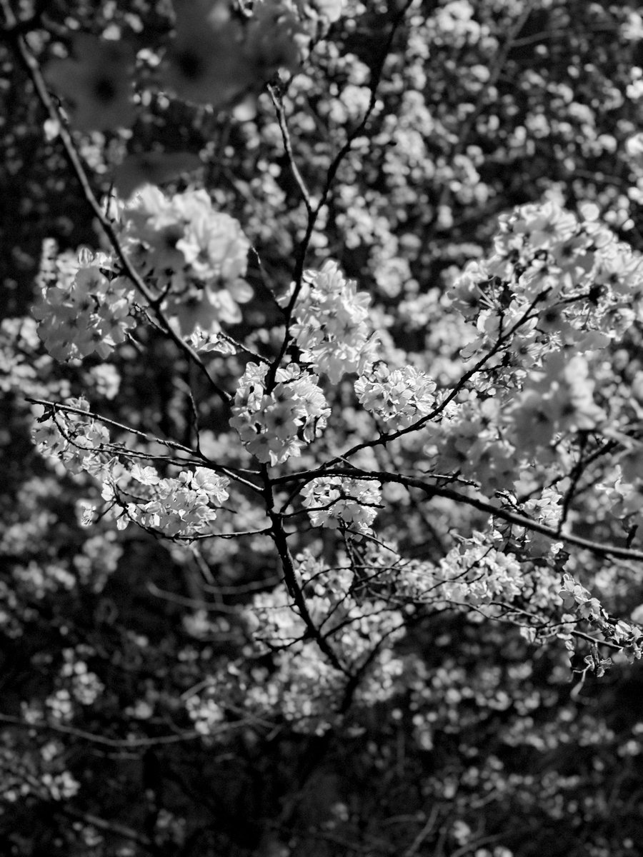 𝕟𝕚𝕔𝕔𝕪 tweet media