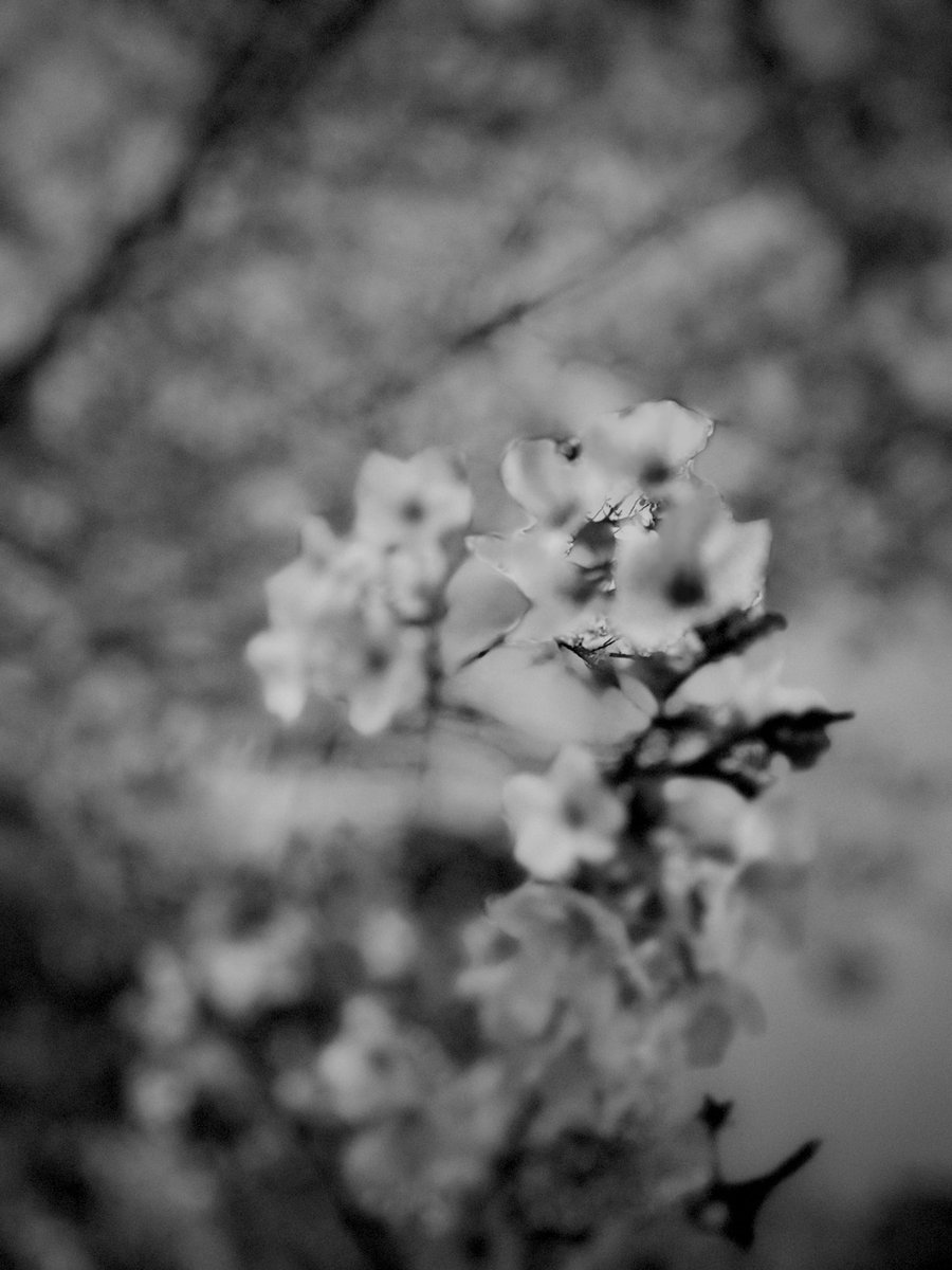 𝕟𝕚𝕔𝕔𝕪 tweet media