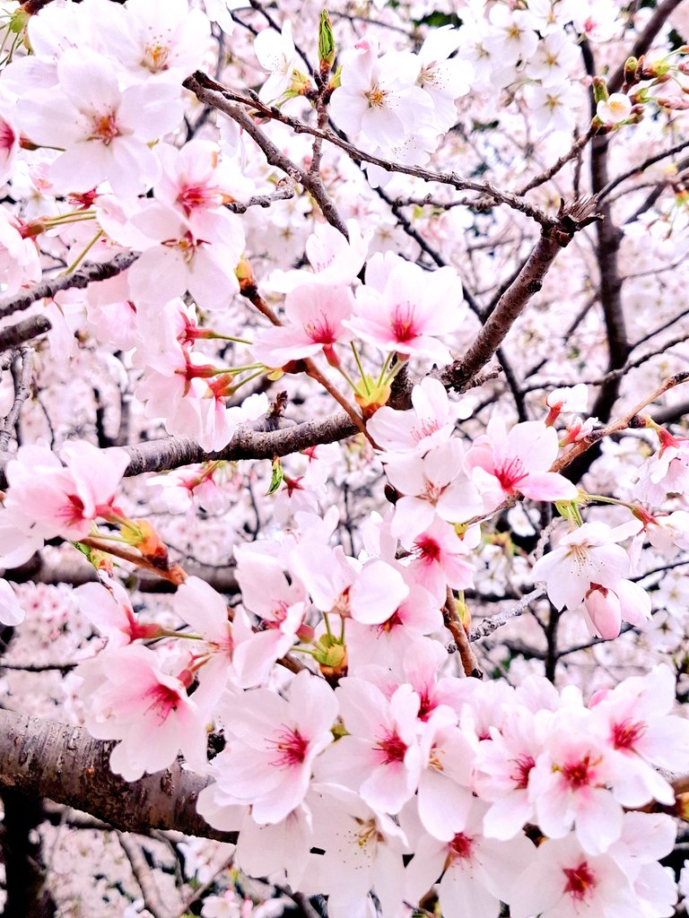 un9bb's tweet photo. 🍃🌸✨ https://t.co/alLSatYHD3