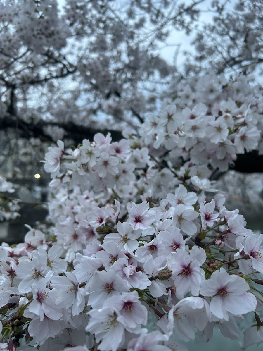 みっれー🦌🐺【フェレ喪中🌈】 tweet media