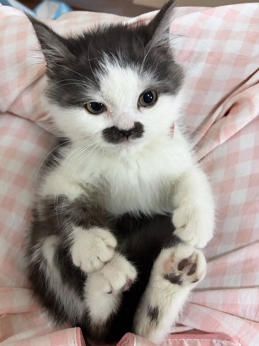 Quote journey tweet media