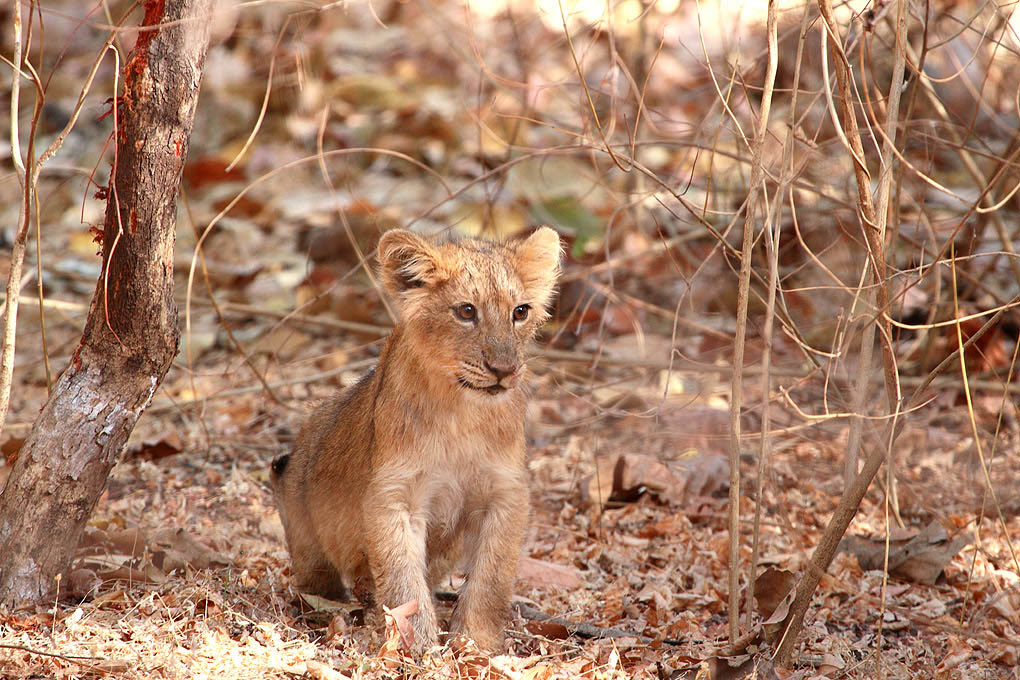 AnandMadabhushi tweet media