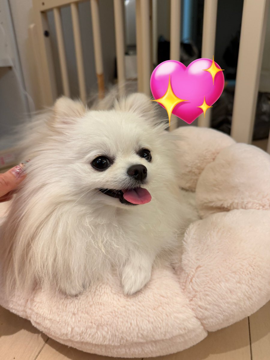 ポメラニアンのえま🐶🍼‎🤍 tweet media