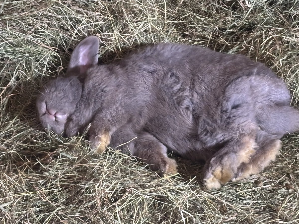 Carrot Cottage Rabbit Rescue tweet media