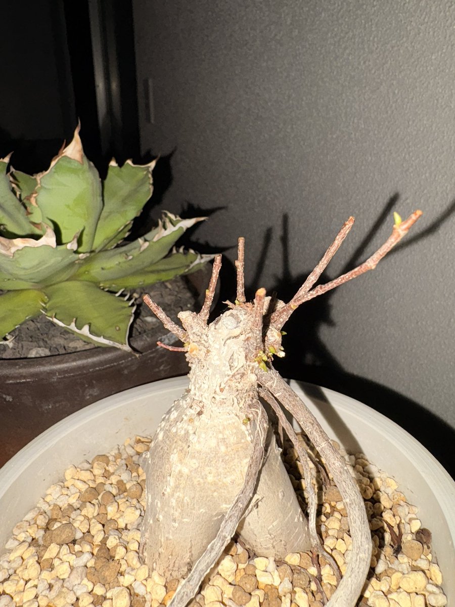 あっぱー🪅 tweet media