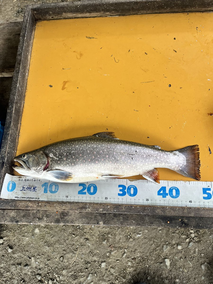 休日のシン.さばとら🐾໊（和楽家グループ） tweet media