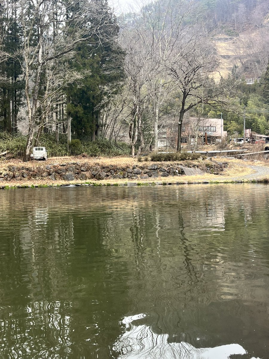 休日のシン.さばとら🐾໊（和楽家グループ） tweet media